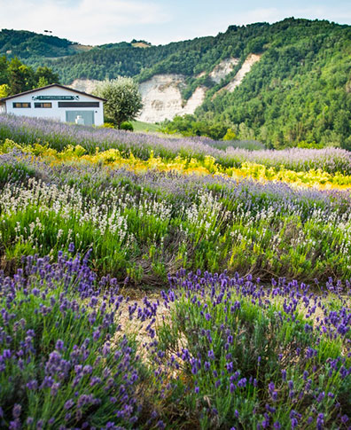 cycling-hub-cibo-e-vino-Il-giardino-delle-Erbe-Augusto-Rinaldi-Ceroni